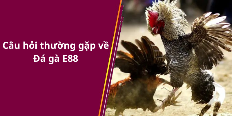 Câu hỏi thường gặp về Đá gà E88