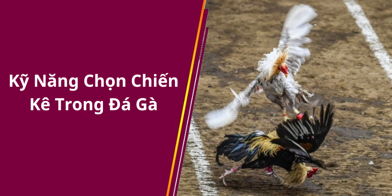 Kỹ Năng Chọn Chiến Kê Trong Đá Gà