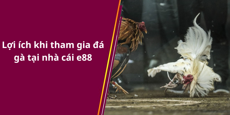 Lợi ích khi tham gia đá gà tại nhà cái e88