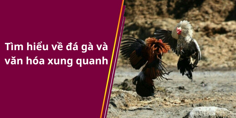 Tìm hiểu về đá gà và văn hóa xung quanh