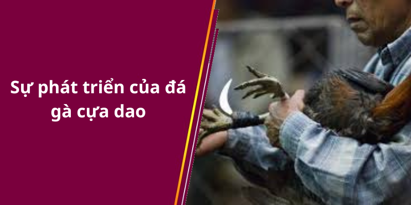 Sự phát triển của đá gà cựa dao