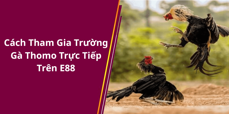 Cách Tham Gia Trường Gà Thomo Trực Tiếp Trên E88