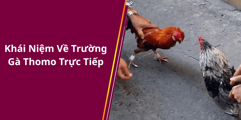 Khái Niệm Về Trường Gà Thomo Trực Tiếp