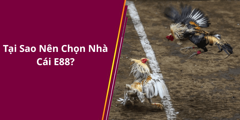 Tại Sao Nên Chọn Nhà Cái E88