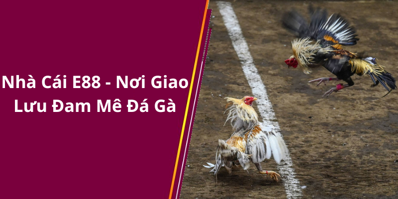 Nhà Cái E88 - Nơi Giao Lưu Đam Mê Đá Gà