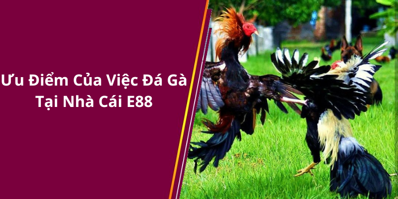 Ưu Điểm Của Việc Đá Gà Tại Nhà Cái E88