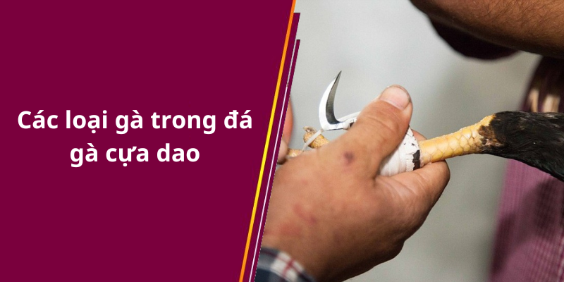 Các loại gà trong đá gà cựa dao