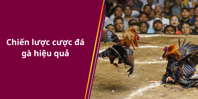 Chiến lược cược đá gà hiệu quả