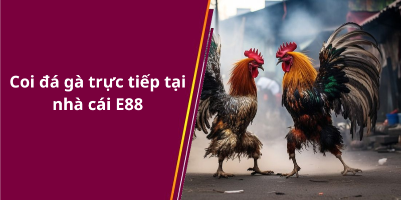 Coi đá gà trực tiếp tại nhà cái E88