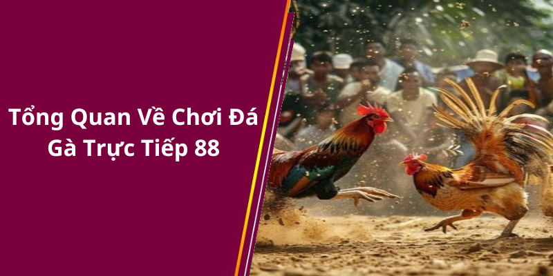 Tổng Quan Về Chơi Đá Gà Trực Tiếp 88