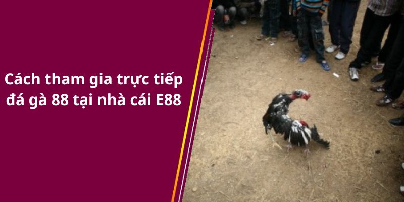 Cách tham gia trực tiếp đá gà 88 tại nhà cái E88