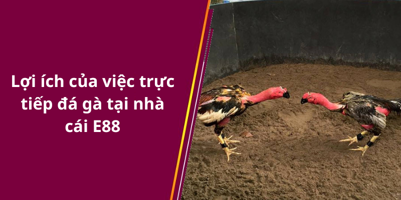 Cách theo dõi kết quả bóng đá hiệu quả nhất