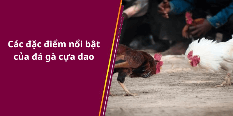 Các đặc điểm nổi bật của đá gà cựa dao