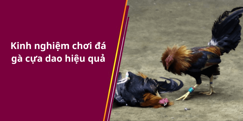 Kinh nghiệm chơi đá gà cựa dao hiệu quả