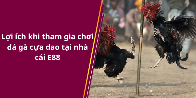 Lợi ích khi tham gia chơi đá gà cựa dao tại nhà cái E88
